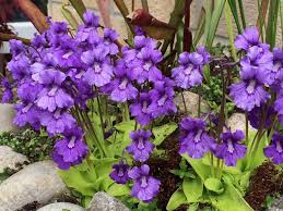 Blue Pinguicula Grandiflora Flower seeds for Planting - Bright Blooms, Heirloom & GMO Free Seeds for Home Garden
