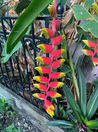Heirloom Heliconia Wagneriana Flower seeds for Planting Low Maintenance Heirloom & GMO Free Seeds for Home Garden