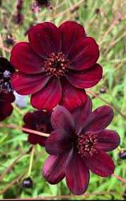 Chocolate Clematis Flower seeds for Planting - Compact Growth, Heirloom & GMO Free Seeds for Home Garden
