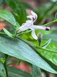 Andrographis Flower seeds for Planting Compact Growth Heirloom & GMO Free Seeds for Home Garden