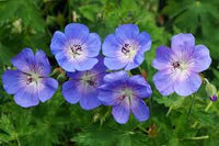 Sea Blue Geranium Pelargonium Flower Seeds for Planting Low Maintenance Heirloom & GMO Free Seeds for Home Garden
 
 Sale