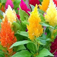 Plumed Flower Seeds for Vibrant Garden Planting