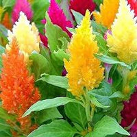Plumed Flower Seeds for Vibrant Garden Planting