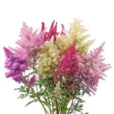 Olivetta Perennial Flower seeds for Planting Shade Tolerant Heirloom & GMO Free Seeds for Home Garden