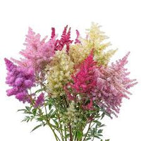 Olivetta Perennial Flower seeds for Planting Shade Tolerant Heirloom & GMO Free Seeds for Home Garden