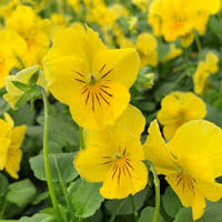 Yellow Pansy Flower seeds for Planting - Perfect for Borders, Heirloom & GMO Free Seeds for Home Garden