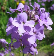 Blue Mini Matthiola Flower Seeds for Planting Bright Blooms Heirloom & GMO Free Seeds for Home Garden
 
 Sale