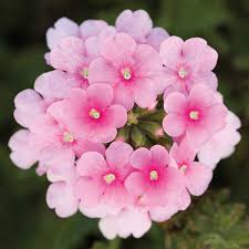 Pink Cascading Flower seeds for Planting - Seasonal Bloomer, Heirloom & GMO Free Seeds for Home Garden