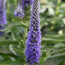Veronica Spicata Planting for Vibrant Blooms  Seeds for a Lush and Colorful Garden