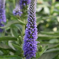 Veronica Spicata Planting for Vibrant Blooms  Seeds for a Lush and Colorful Garden