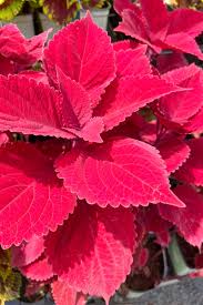 Red Coleus Flower seeds for Planting - Sun Loving, Heirloom & GMO Free Seeds for Home Garden