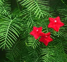 Fern Red Flower Planting Seeds  Vibrant Perennial Flowers for Your Garden