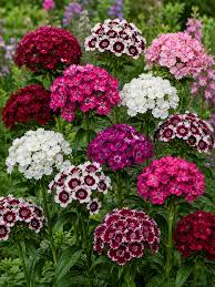 Heirloom Dianthus Barbatus Flower seeds for Planting Vibrant Colors Heirloom & GMO Free Seeds for Home Garden