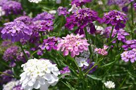 Candytuft Flower seeds for Planting - Wildflower Mix, Heirloom & GMO Free Seeds for Home Garden