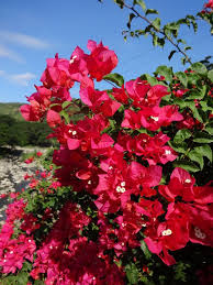 Deep Red Bougainvillea Seeds – Low Maintenance Heirloom & NonGMO for Home Gardens
 
 Sale