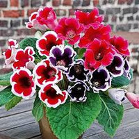 Burgundy Gloxinia Flower Seeds for Planting Compact Growth Heirloom & GMO Free Seeds for Home Garden  Sale