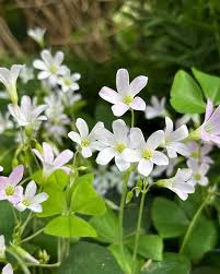 White Oxalis Laciniata Flower Seeds for Planting Shade Tolerant Heirloom & GMO Free Seeds for Home Garden
 
 Sale