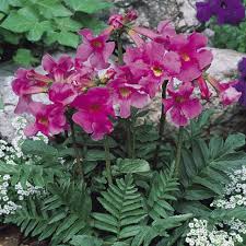 Fern Flower seeds for Planting - Cottage Garden Essential, Heirloom & GMO Free Seeds for Home Garden