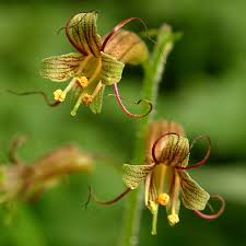 Tolmiea Flower Seeds for Easy Planting