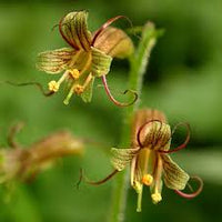 Tolmiea Flower Seeds for Easy Planting