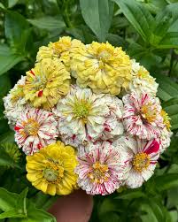 Elegans Peppermint Flower seeds for Planting Garden Favorite Heirloom & GMO Free Seeds for Home Garden
