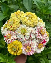 Elegans Peppermint Flower seeds for Planting Garden Favorite Heirloom & GMO Free Seeds for Home Garden