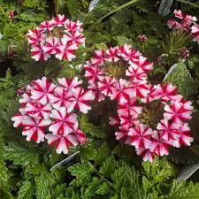 Stripe Verbena Flower seeds for Planting - Wildflower Mix, Heirloom & GMO Free Seeds for Home Garden