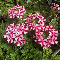 Stripe Verbena Flower seeds for Planting - Wildflower Mix, Heirloom & GMO Free Seeds for Home Garden