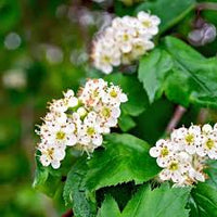 Crataegus Flower seeds for Planting Shade Tolerant Heirloom & GMO Free Seeds for Home Garden 
 
 Sale