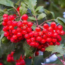 Red Pyracantha Fortuneana Flower seeds for Planting - Colorful Display, Heirloom & GMO Free Seeds for Home Garden