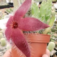 Stapelia Flower seeds for Planting Low Maintenance Heirloom & GMO Free Seeds for Home Garden