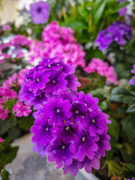 Purple Verbena Tenuisecta Flower seeds for Planting - Drought Tolerant, Heirloom & GMO Free Seeds for Home Garden
