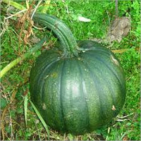 Green Hubbard Vegetable Seeds for Planting
