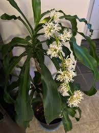 Green Dracaena Palm Flower seeds for Planting - Bright Blooms, Heirloom & GMO Free Seeds for Home Garden