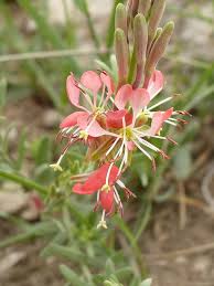 Oenothera Suffrutescens Flower seeds for Planting - Cut Flower Favorite, Heirloom & GMO Free Seeds for Home Garden