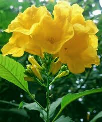 Yellow Jacaranda Flower seeds for Planting Cut Flower Favorite Heirloom & GMO Free Seeds for Home Garden