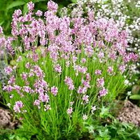 Pink Lavender Flower seeds for Planting Drought Tolerant Heirloom & GMO Free Seeds for Home Garden
