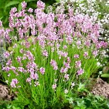 Pink Lavender Flower seeds for Planting Drought Tolerant Heirloom & GMO Free Seeds for Home Garden