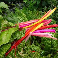 Mixed Swiss Vegetable Seeds for Your Garden