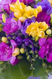 Violet Yellow Freesia Flower Seeds for Planting Cottage Garden Essential Heirloom & GMO Free Seeds for Home Garden
 
 Sale