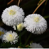 White Bellis Perennis Flower seeds for Planting - Easy to Grow, Heirloom & GMO Free Seeds for Home Garden