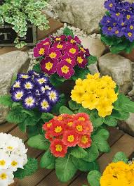 Primula Malacoides Flower seeds for Planting - Colorful Display, Heirloom & GMO Free Seeds for Home Garden