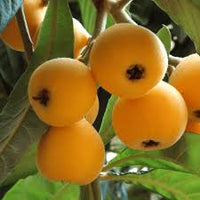 Orange Loquat Medlar Fruit Tree Seeds for Planting