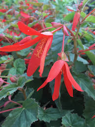 Boliviensis Flower seeds for Planting - Vibrant Colors, Heirloom & GMO Free Seeds for Home Garden