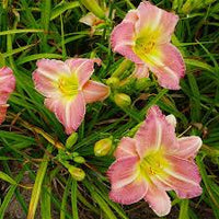 Pink Hemerocallis Flower seeds for Planting Seasonal Bloomer Heirloom & GMO Free Seeds for Home Garden