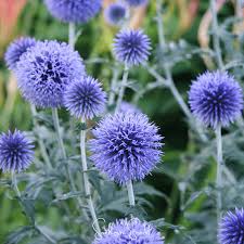 Echinops Flower seeds for Planting Premium Quality Heirloom & GMO Free Seeds for Home Garden