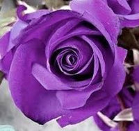 Violet Double Petal English Rose Flower Seeds for Planting Vibrant Colors Heirloom & GMO Free Seeds for Home Garden
 
 Sale