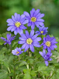 Anemone Blanda Flower seeds for Planting - Fragrant Blossoms, Heirloom & GMO Free Seeds for Home Garden