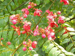 Yellow Pink Marginata Flower seeds for Planting - Easy to Grow, Heirloom & GMO Free Seeds for Home Garden