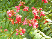 Yellow Pink Marginata Flower seeds for Planting - Easy to Grow, Heirloom & GMO Free Seeds for Home Garden